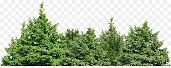 Spruce Fir Pine Forest Tree - forest background 