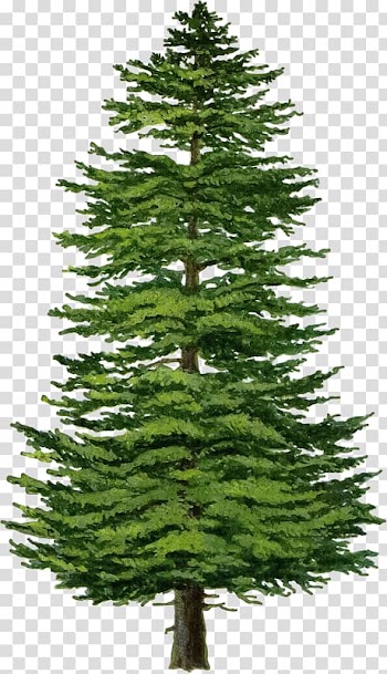 Spruce Fir Tree Pine Larch, tree buddha transparent background PNG clipart