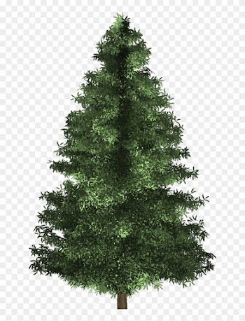 Spruce Tree - Virginia Pine Christmas Tree