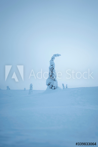 Spruce trees covered by snow at Riisitunturi National Park, Finland