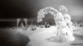 Spruce trees covered by snow at Riisitunturi National Park, Finland