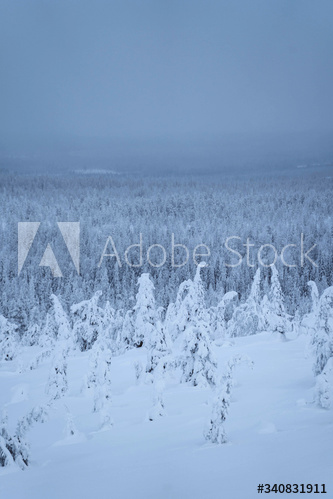 Spruce trees covered by snow at Riisitunturi National Park, Finland