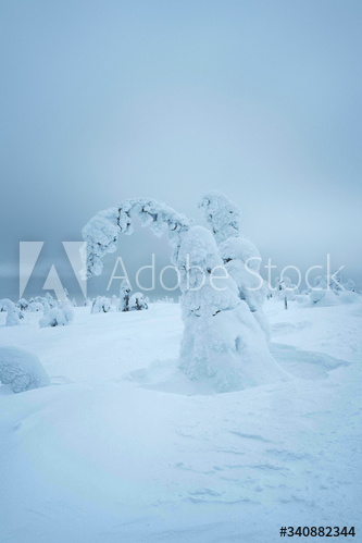 Spruce trees covered by snow at Riisitunturi National Park, Finland