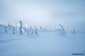 Spruce trees covered by snow at Riisitunturi National Park, Finland