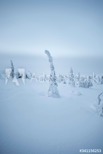 Spruce trees covered by snow at Riisitunturi National Park, Finland
