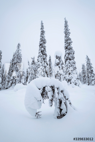 Spruce trees covered by snow in Riisitunturi National Park, Finland