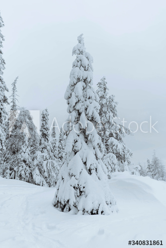 Spruce trees covered by snow in Riisitunturi National Park, Finland