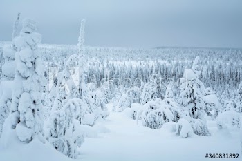Spruce trees covered by snow in Riisitunturi National Park, Finland