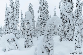 Spruce trees covered by snow in Riisitunturi National Park, Finland