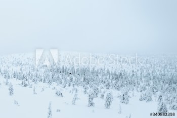 Spruce trees covered by snow in Riisitunturi National Park, Finland