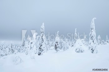 Spruce trees covered by snow in Riisitunturi National Park, Finland