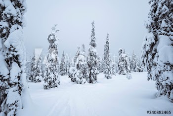 Spruce trees covered by snow in Riisitunturi National Park, Finland