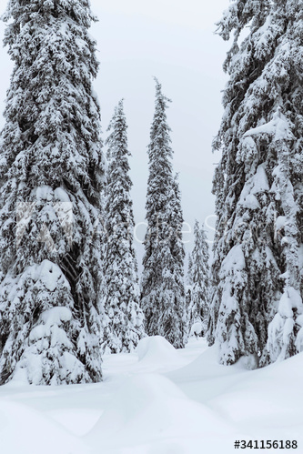 Spruce trees covered by snow in Riisitunturi National Park, Finland