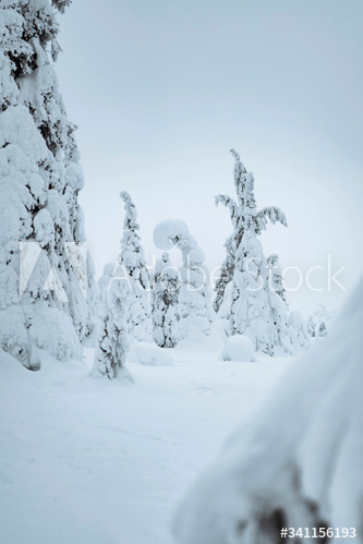 Spruce trees covered by snow in Riisitunturi National Park, Finland