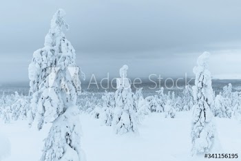 Spruce trees covered by snow in Riisitunturi National Park, Finland