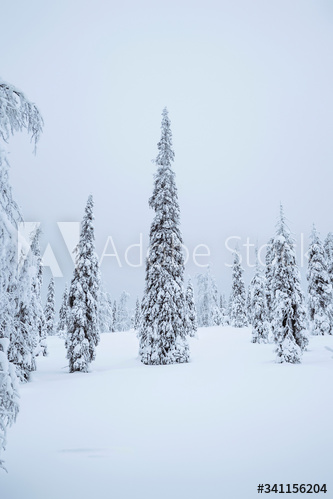 Spruce trees covered by snow in Riisitunturi National Park, Finland