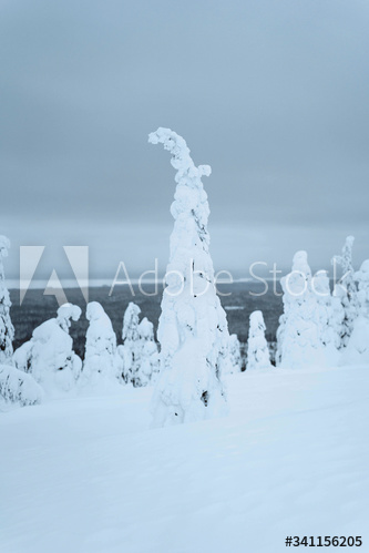 Spruce trees covered by snow in Riisitunturi National Park, Finland