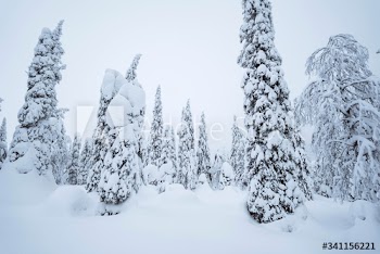 Spruce trees covered by snow in Riisitunturi National Park, Finland