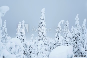 Spruce trees covered by snow in Riisitunturi National Park, Finland