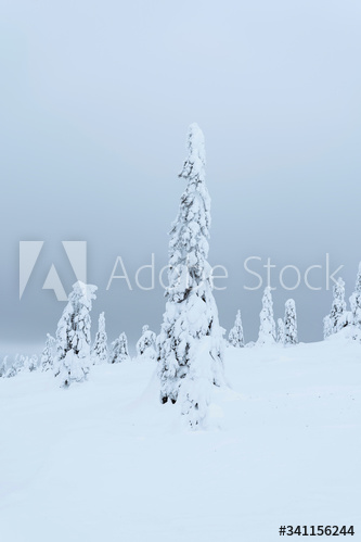 Spruce trees covered by snow in Riisitunturi National Park, Finland
