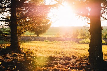 Spruce trunks in the autumn sunset light