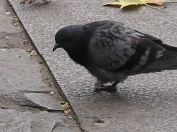Square_-_Pigeons_and_Birds__16_.JPG