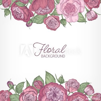 Square romantic floral backdrop decorated with gorgeous pink Austin or cabbage rose flowers hand drawn on white background at top and bottom edges