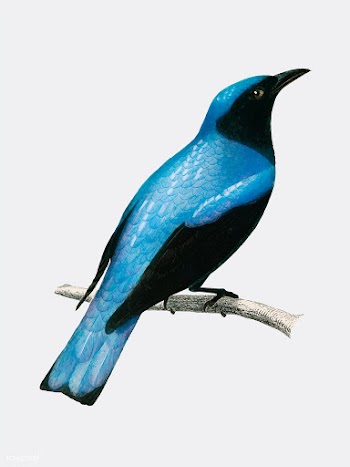 Square-tailed drongo (Edoius caerulescens) il.. | Free stock vector - 467391