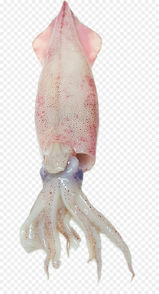 Squid as food Octopus Seafood Fish - fried squid 