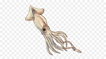 squid octopus cuttlefish marine invertebrates tail