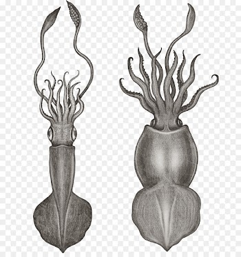 Squid Octopus Portable Network Graphics Drawing Image - cuttlefish transparency and translucency 