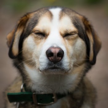 Squinting Dog