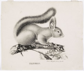 Squirrel, 1829, Wilhelm von Wright | Free Photo - rawpixel