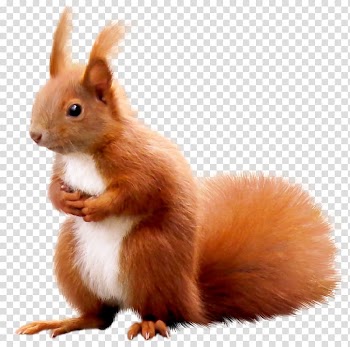 Squirrel Animal Surprise Domestic rabbit, squirrel transparent background PNG clipart