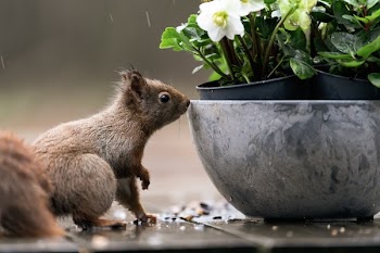 Squirrel Beside Gray Flowerpot