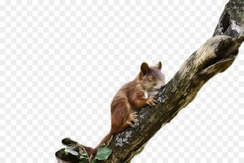 squirrel branch wildlife fox squirrel tail