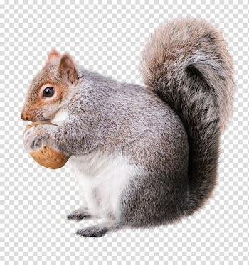 Squirrel carrying brown nut, Squirrel Christmas decoration Rodent Drawing, squirrel transparent background PNG clipart