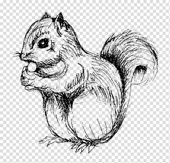 Squirrel Chipmunk Drawing Line art Sketch, squirrel transparent background PNG clipart