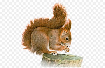Squirrel Chipmunk Portable Network Graphics Clip art Image - squirrel 