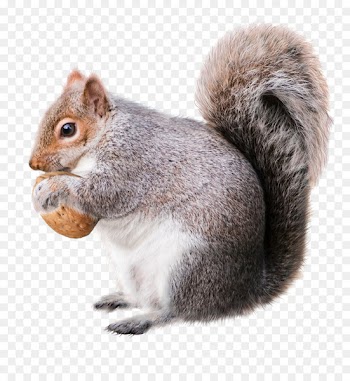 Squirrel Christmas decoration Rodent Drawing - squirrel 