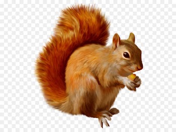 Squirrel Clip art - Squirrel Clipart 