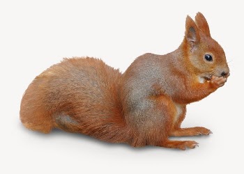 Squirrel collage element, cute wildlife | Free PSD - rawpixel