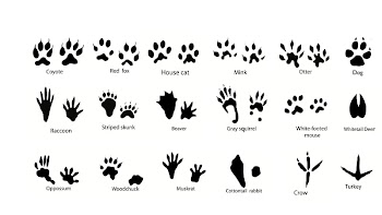 Squirrel Dog Animal track Footprint , Animal Footprints transparent background PNG clipart