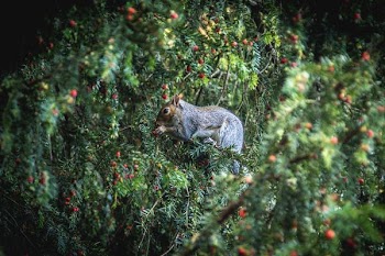 squirrel eating fruits during daytime