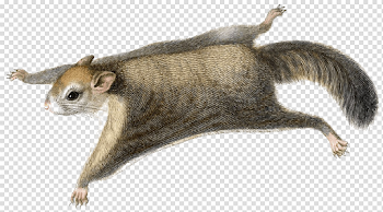 Squirrel Free PNG Image