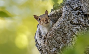 Squirrel in Wooden Tree