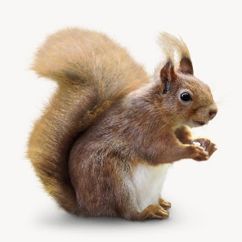 Squirrel isolated on white, animal | Free Photo - rawpixel