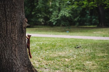 Squirrel on a tree