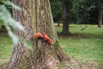 Squirrel on a tree 2