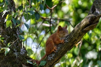 Squirrel on Tree